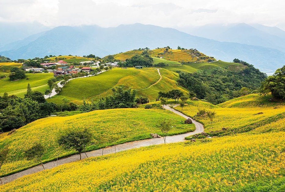 xu so hoa kim cham Hoa Lien anh 4