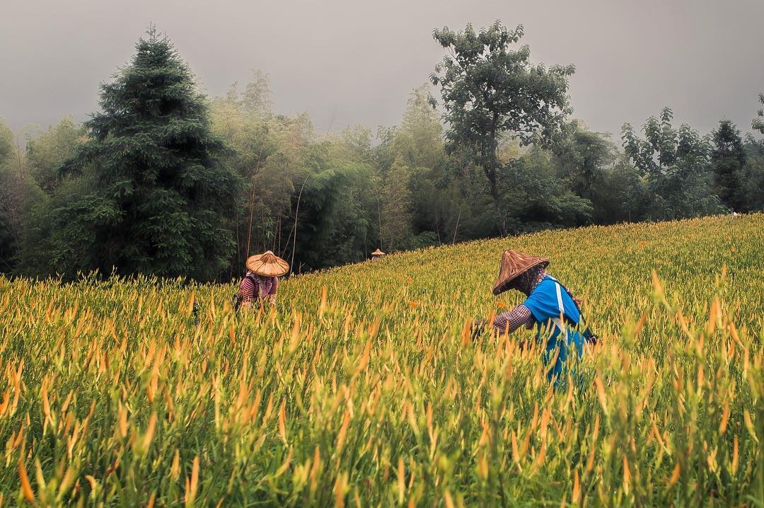 xu so hoa kim cham Hoa Lien anh 7