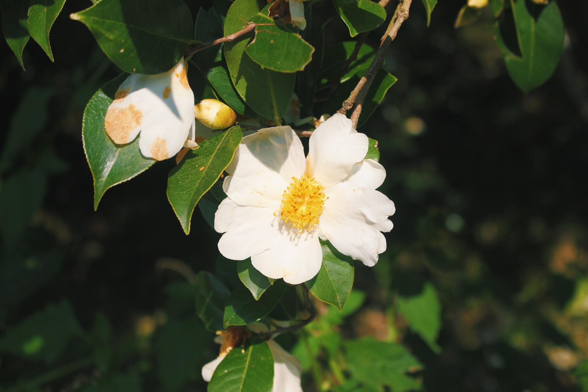 du lịch Bình Liêu ảnh 12 du lich Binh Lieu anh 12