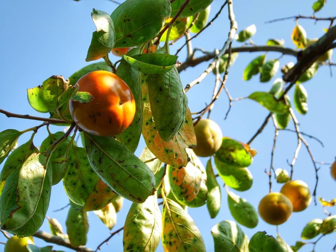 mon an mua thu o Nhat Ban anh 5