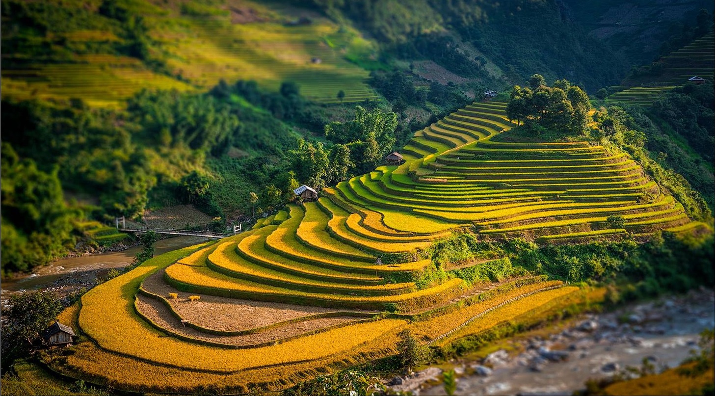 Chiem nguong ve dep Viet Nam mua lua chin hinh anh