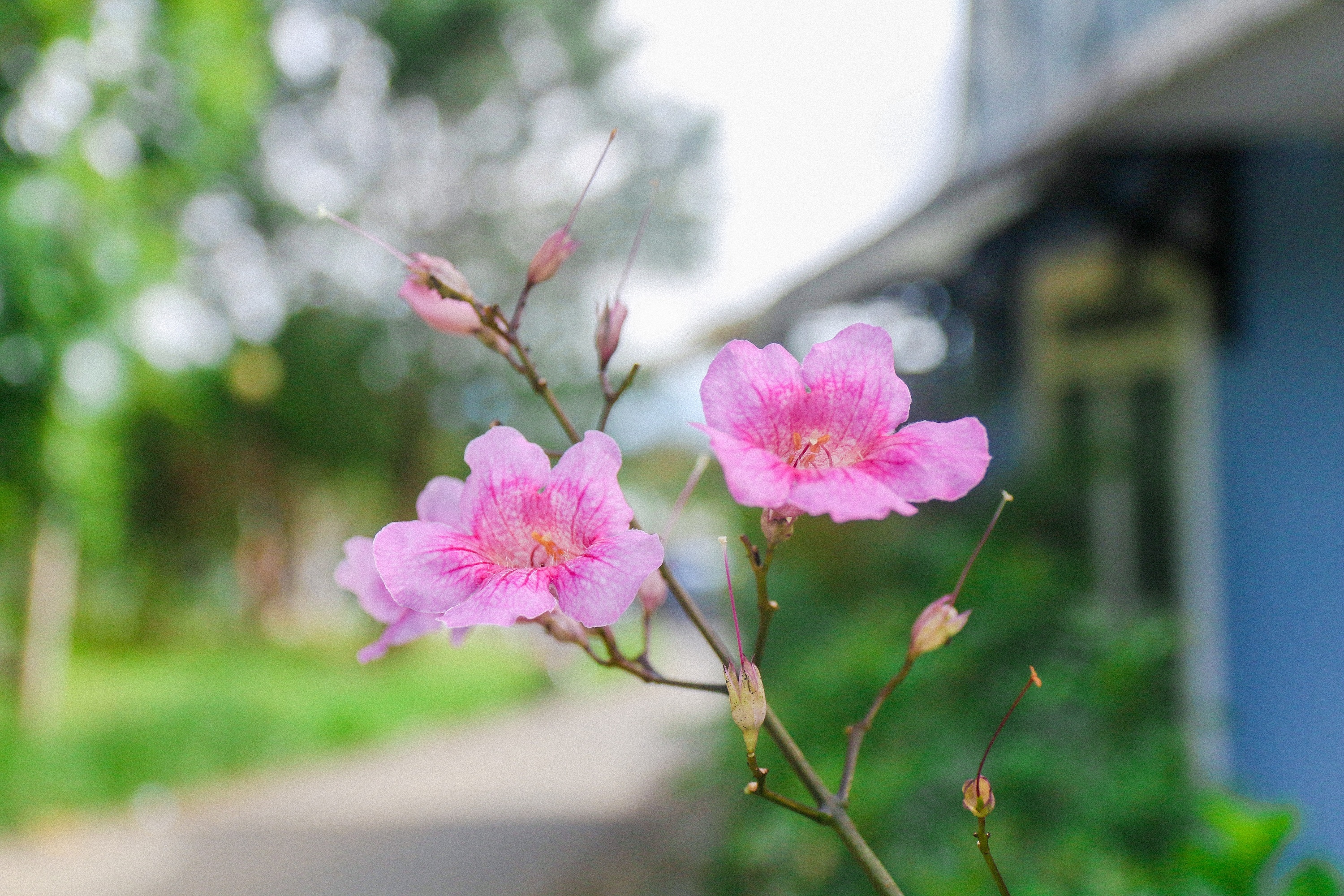 du lich Ninh Thuan,  Da Lat anh 25