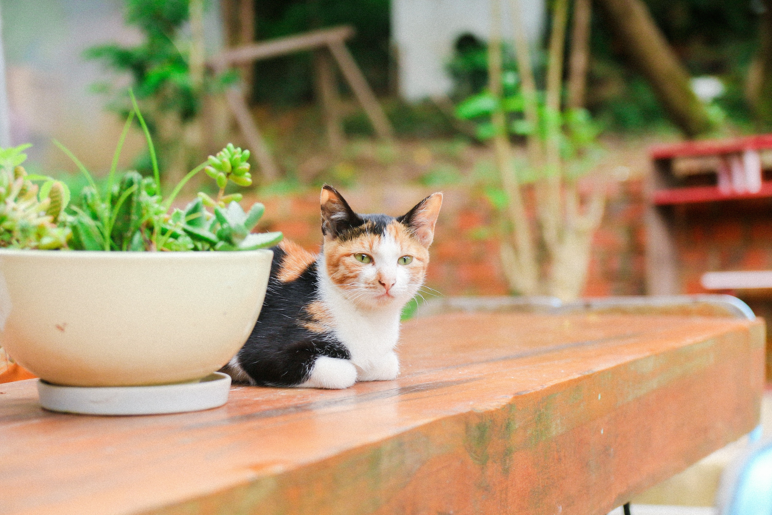 du lich Ninh Thuan,  Da Lat anh 21