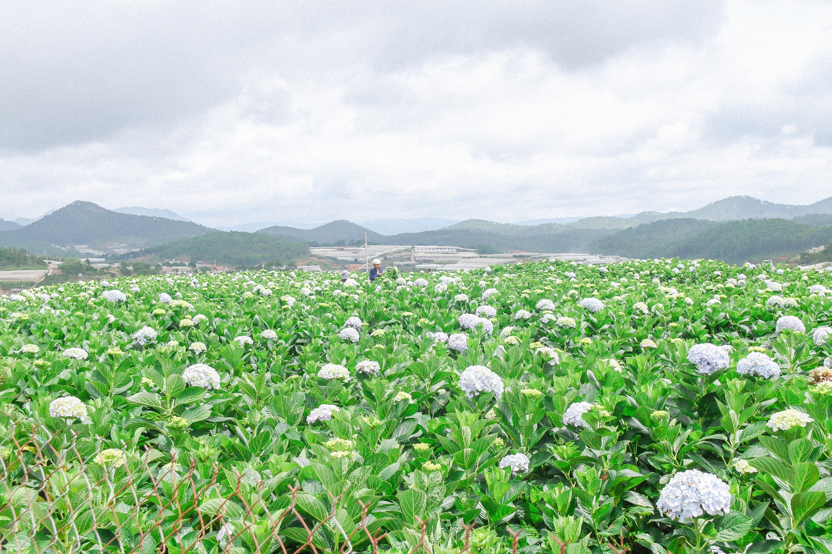 du lich Ninh Thuan,  Da Lat anh 14