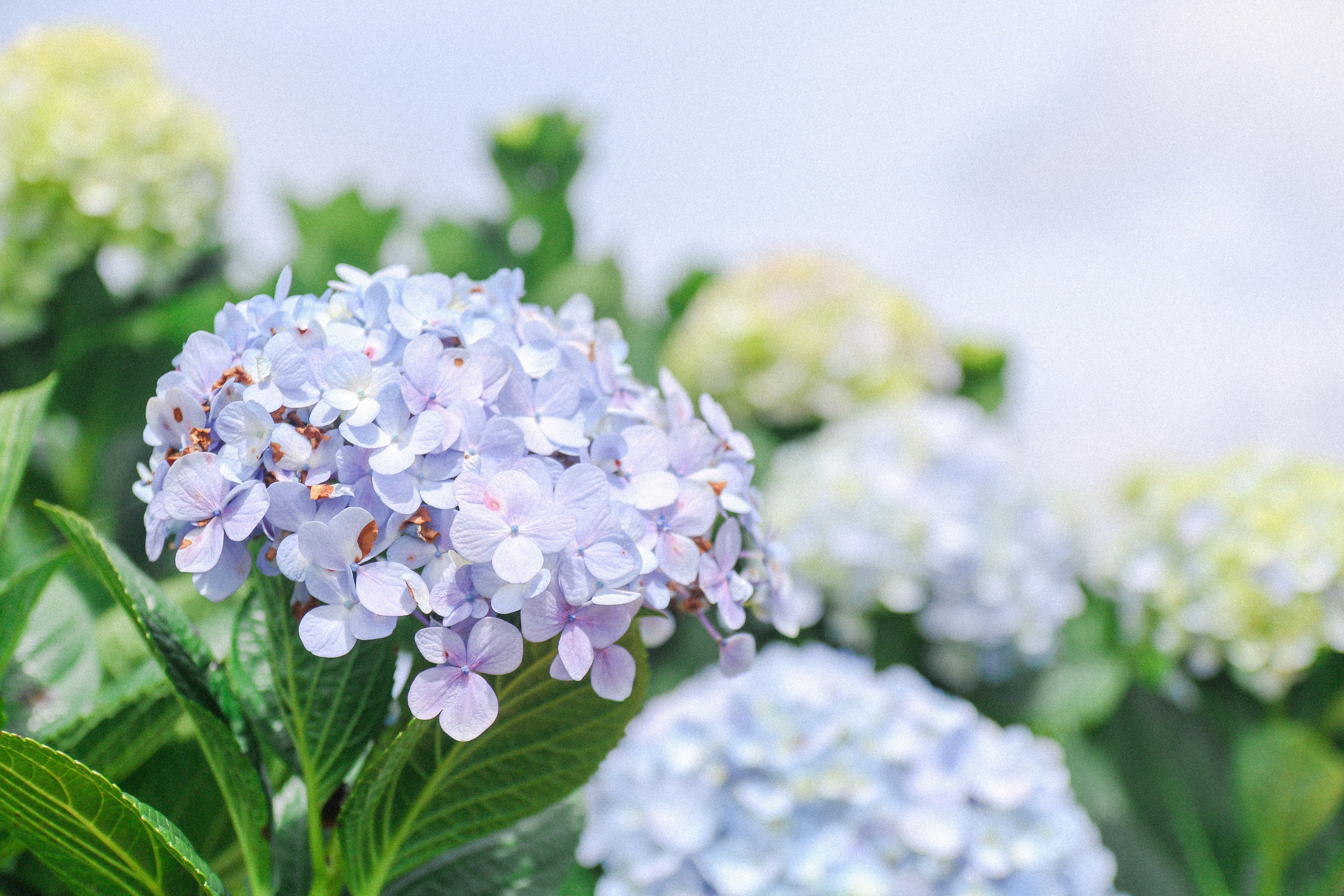 du lich Ninh Thuan,  Da Lat anh 13