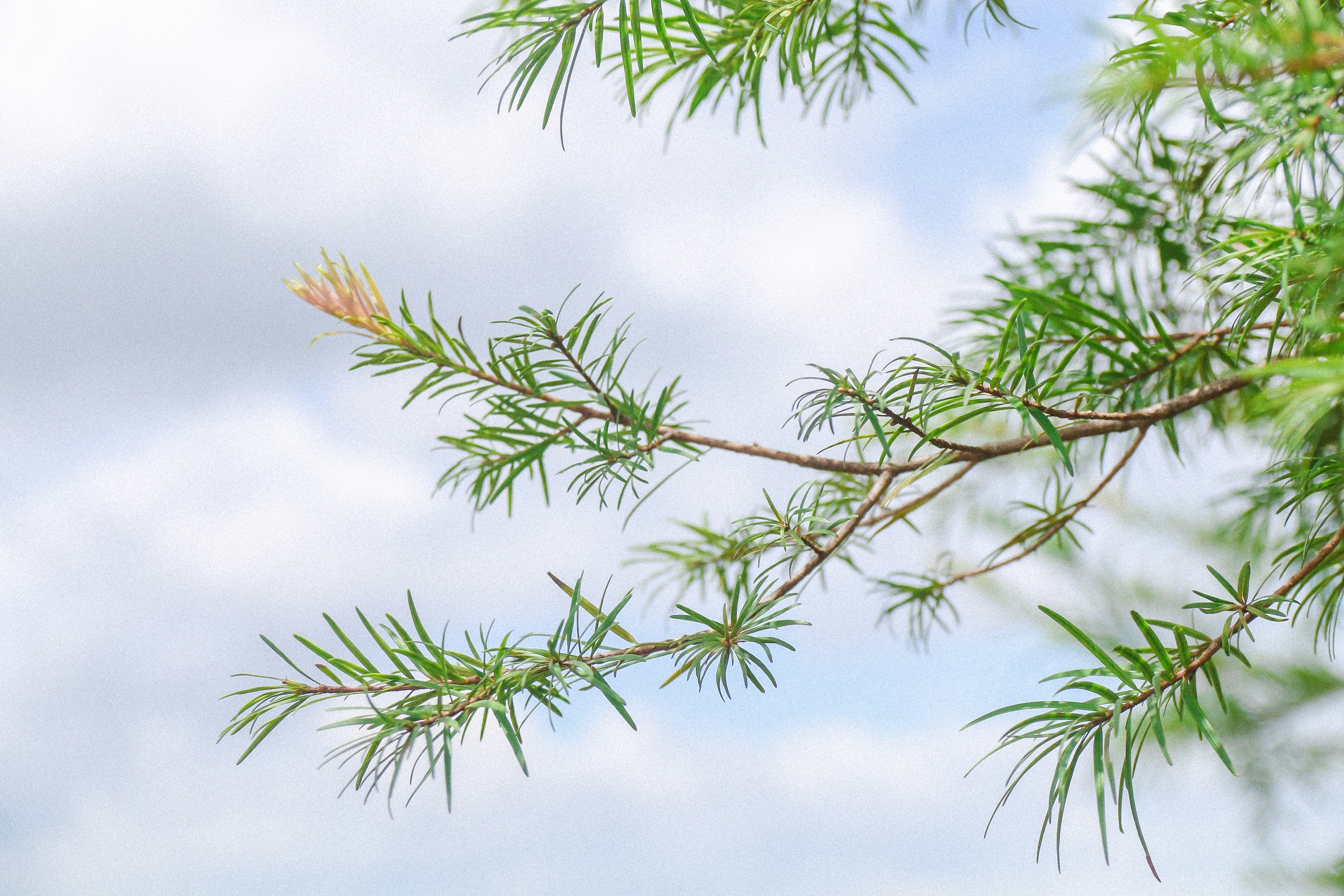 du lich Ninh Thuan,  Da Lat anh 24