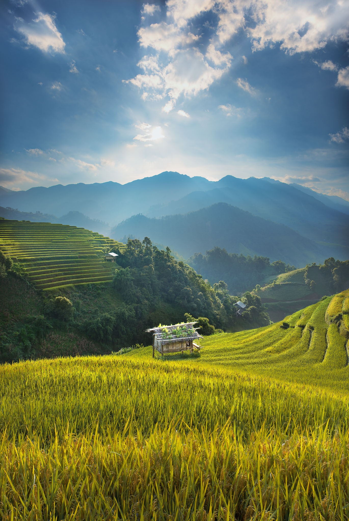 Mù Cang Chải mùa lúa chín ảnh 11 Mu Cang Chai mua lua chin anh 11