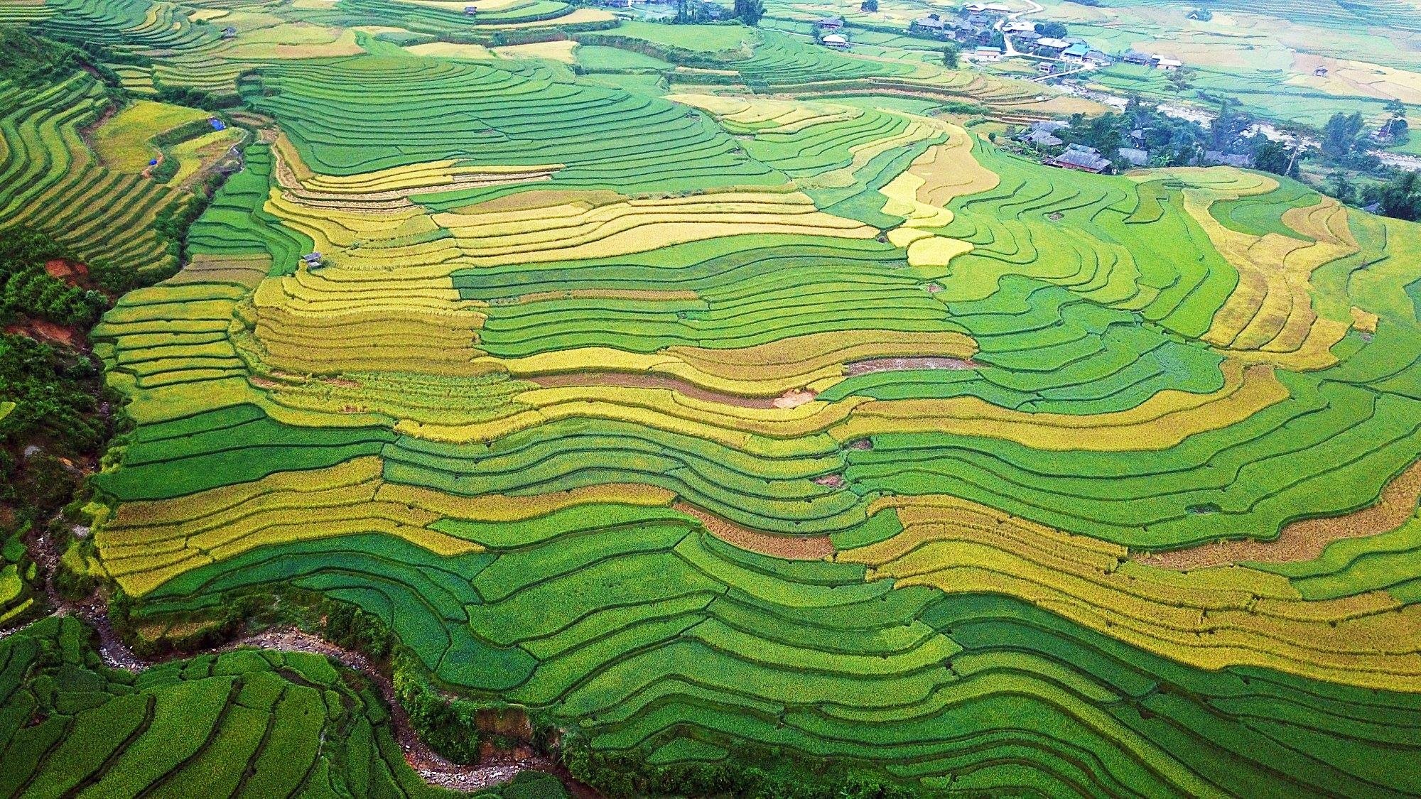 Tây Bắc mùa lúa chín ảnh 2 Tay Bac mua lua chin anh 2