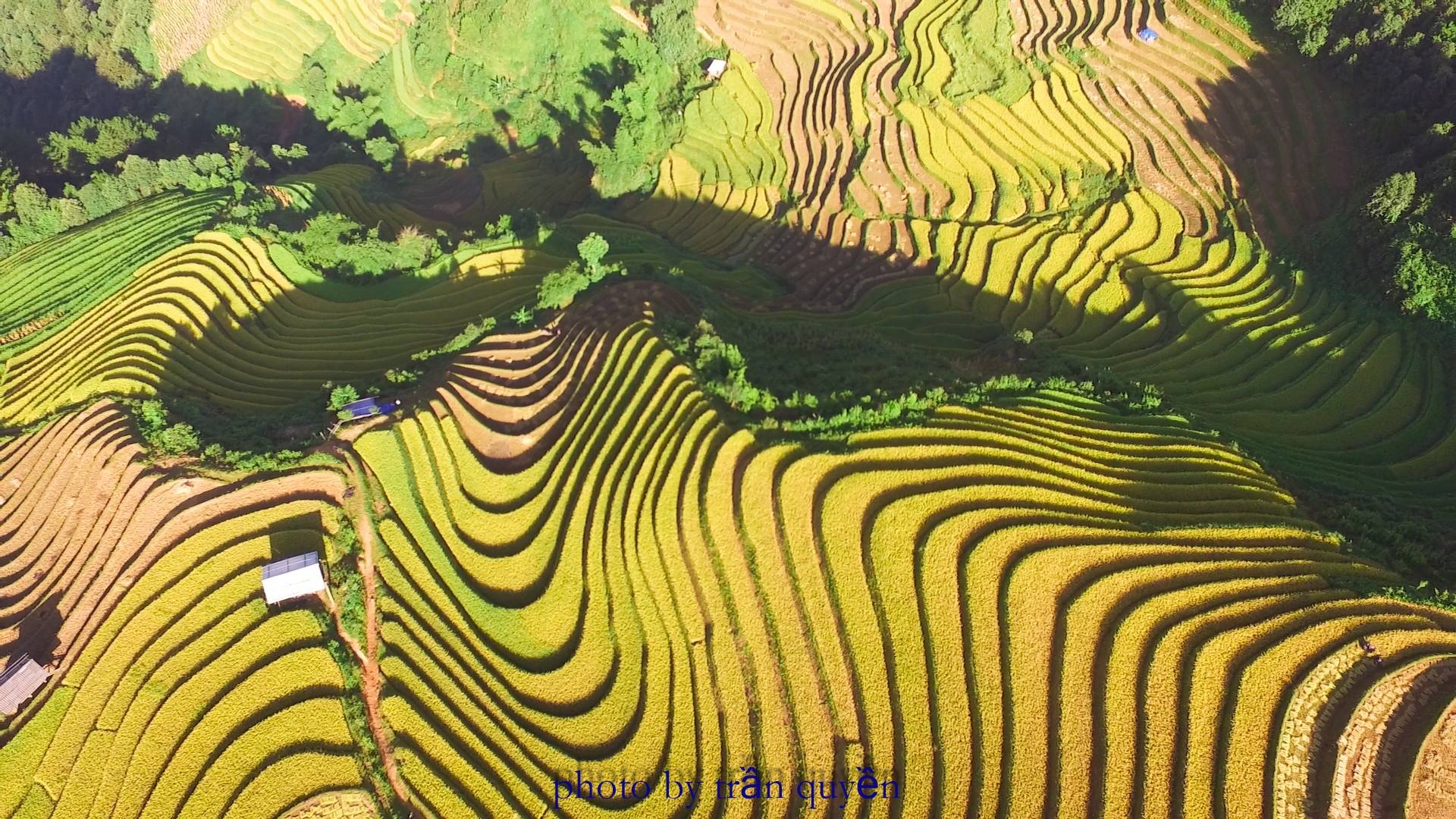 Mù Cang Chải mùa lúa chín ảnh 8 Mu Cang Chai mua lua chin anh 8