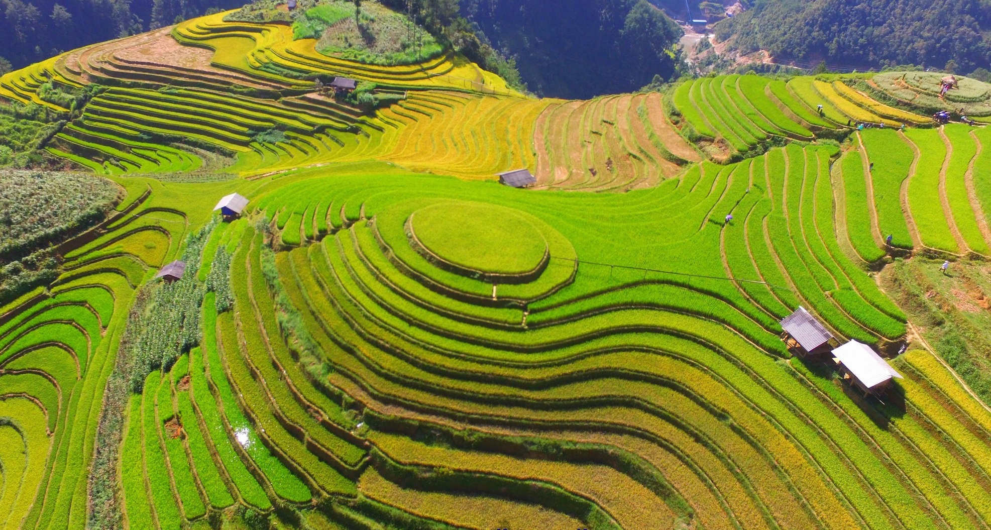 Mù Cang Chải mùa lúa chín ảnh 7 Mu Cang Chai mua lua chin anh 7