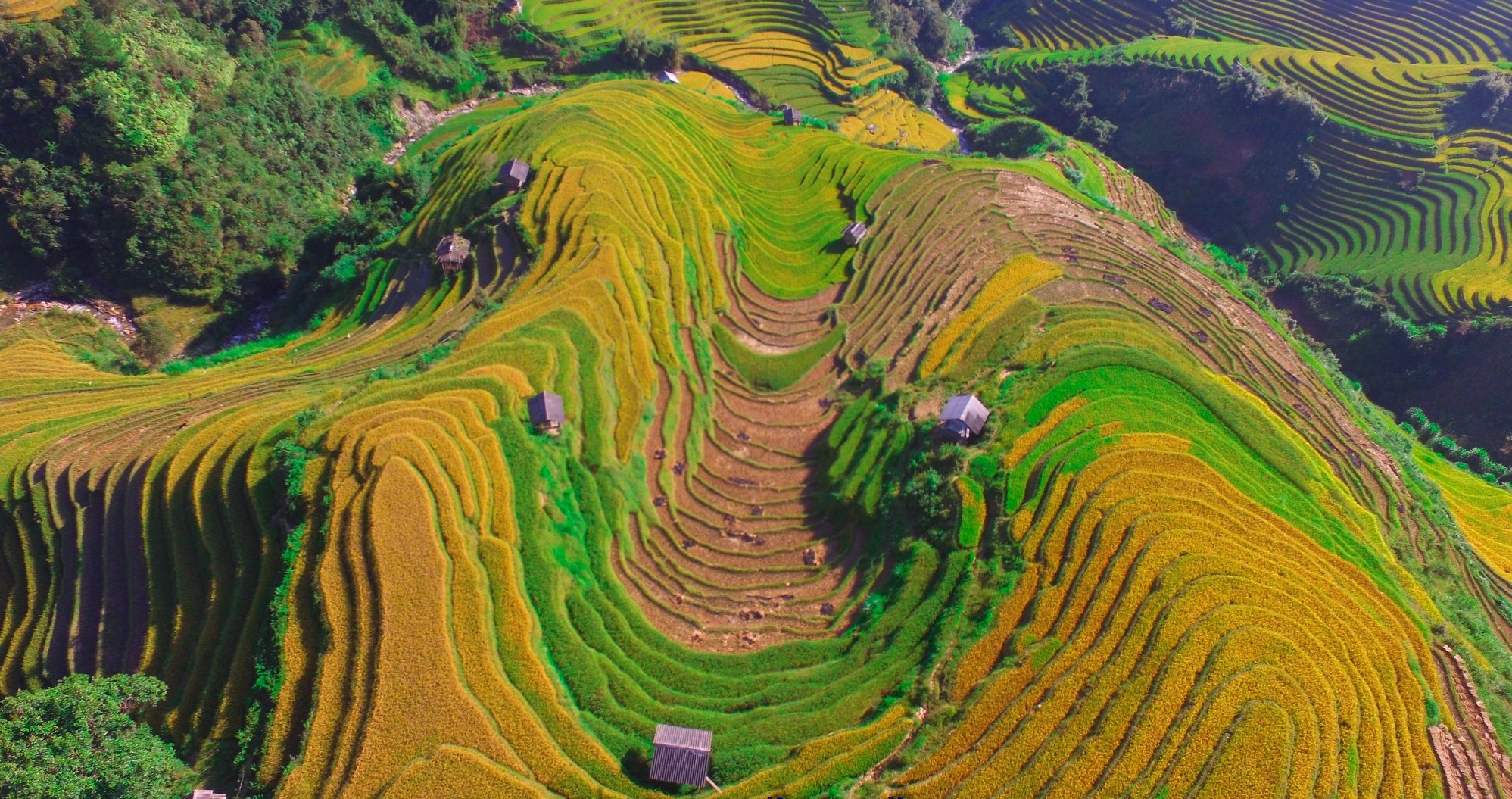 Mù Cang Chải mùa lúa chín ảnh 6 Mu Cang Chai mua lua chin anh 6