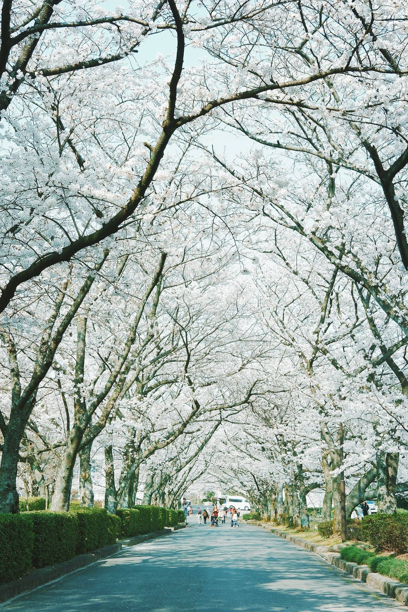 hinh anh doi thuong nuoc Nhat anh 22