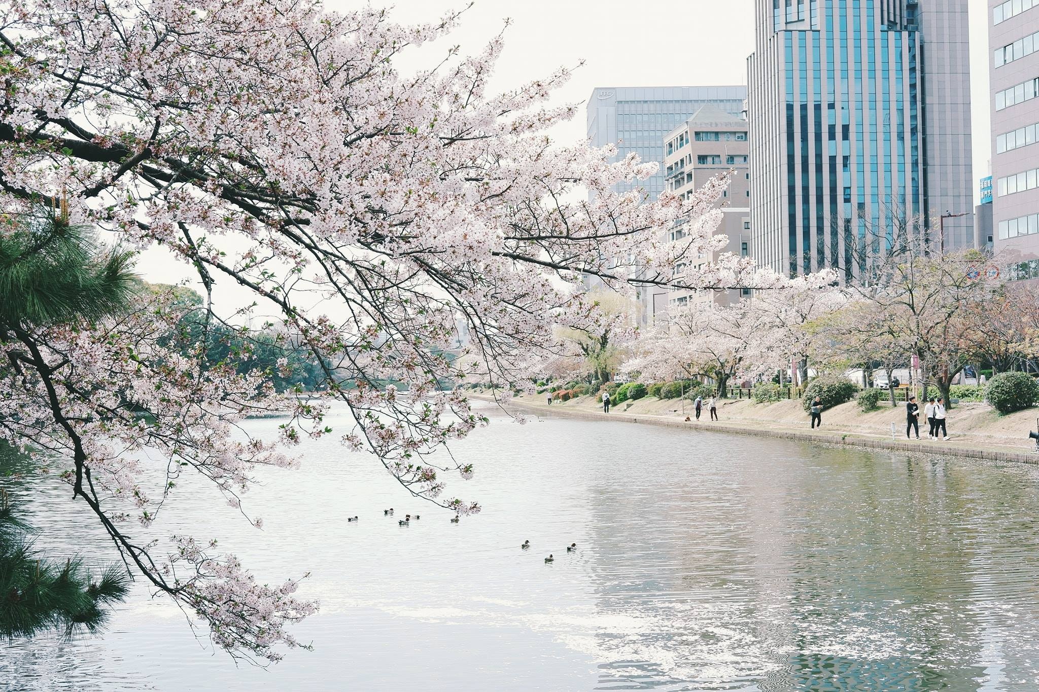 hinh anh doi thuong nuoc Nhat anh 21