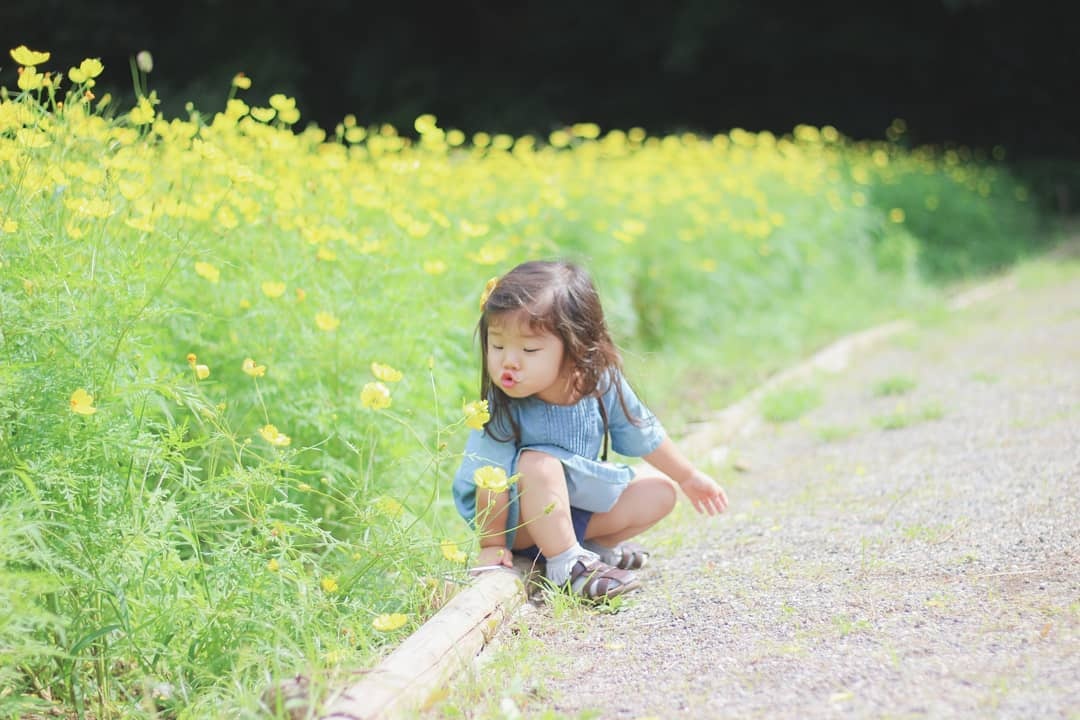 canh dong cosmos Nhat Ban anh 2