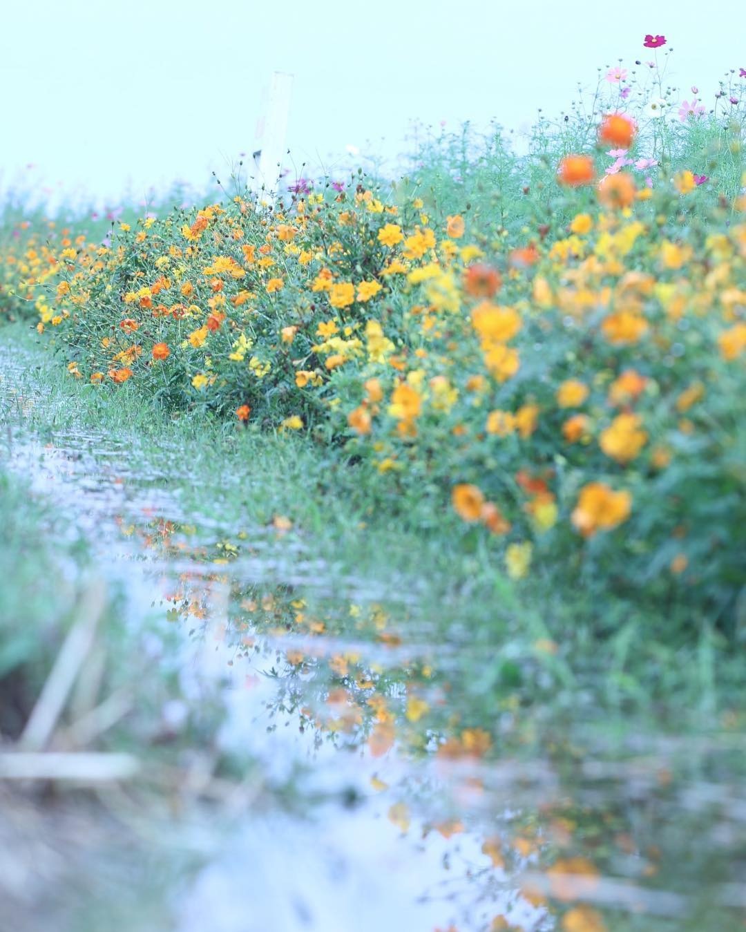 canh dong cosmos Nhat Ban anh 4