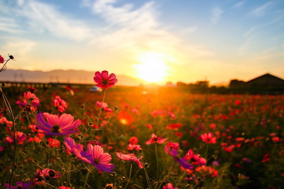 canh dong cosmos Nhat Ban anh 5