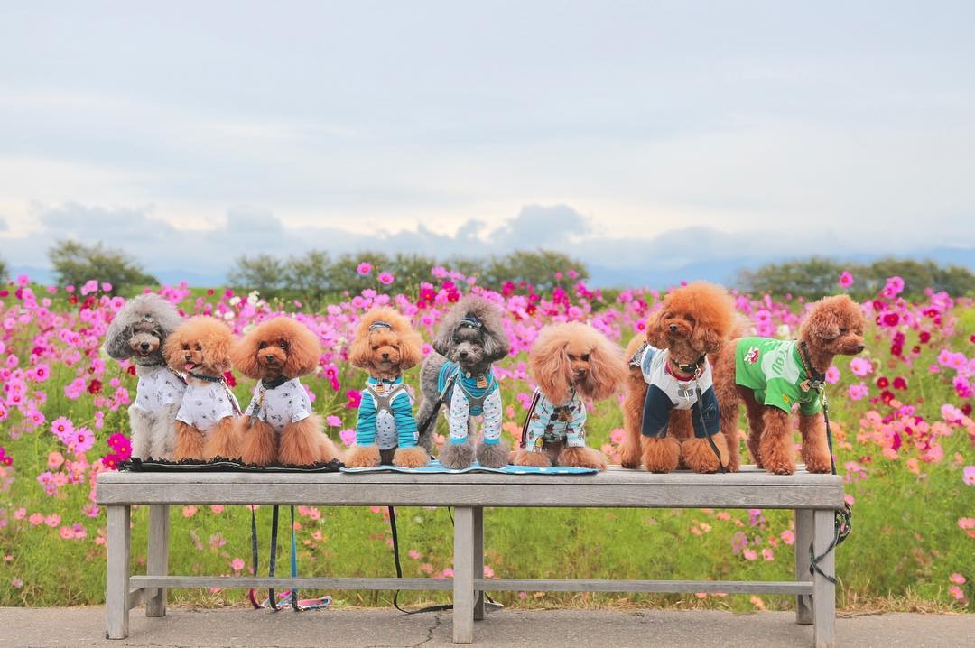 canh dong cosmos Nhat Ban anh 6