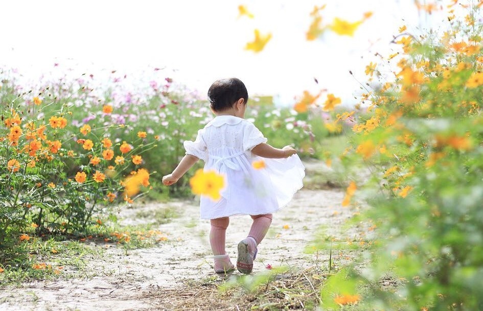 canh dong cosmos Nhat Ban anh 9