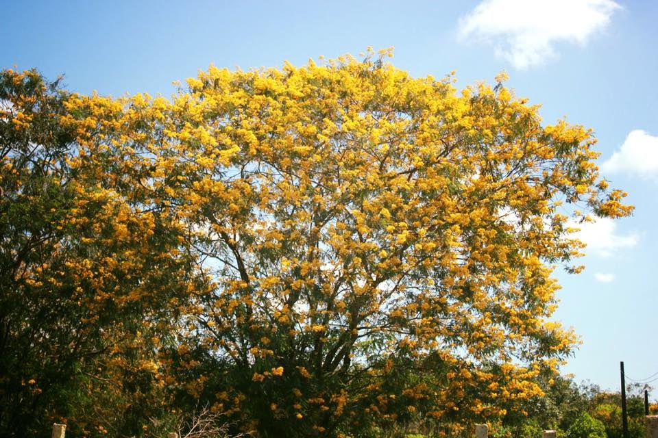 hoa muong Gia Lai anh 4