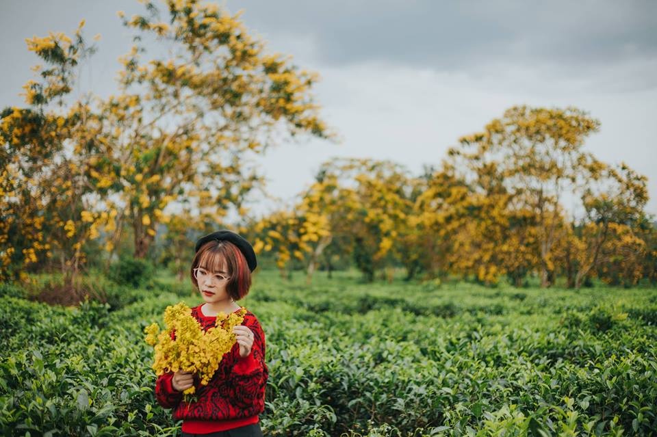 hoa muong Gia Lai anh 6