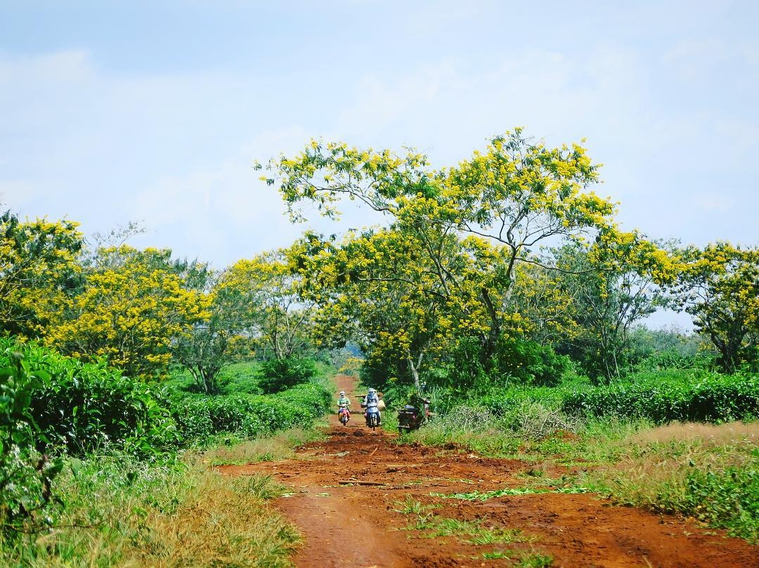 hoa muong Gia Lai anh 7