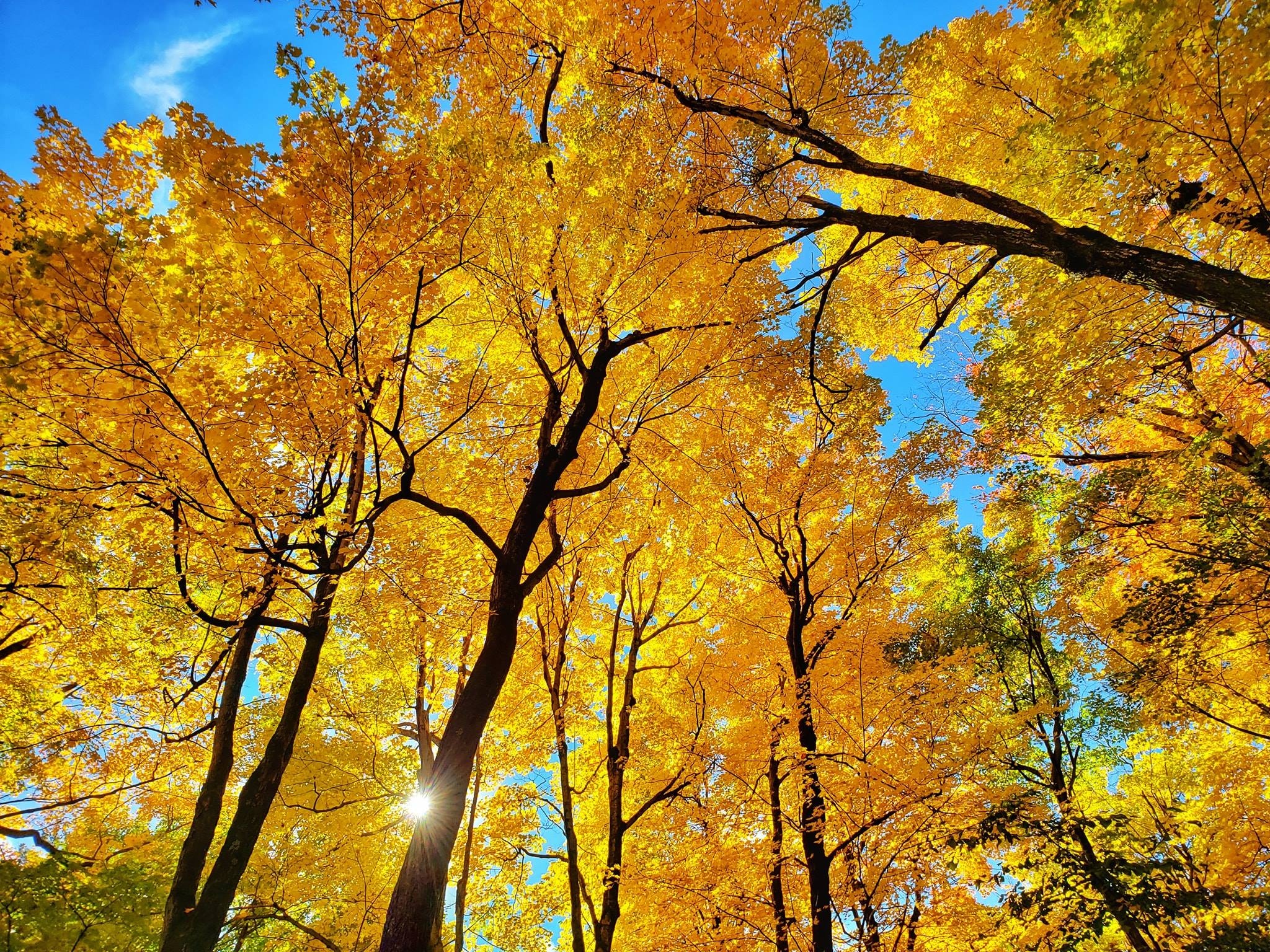 mùa thu Canada ảnh 10 mua thu Canada anh 10