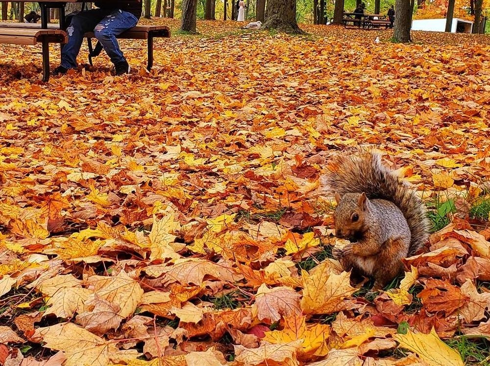 Say dam ve dep 'Paris giua vung troi Bac My' mua thay la hinh anh