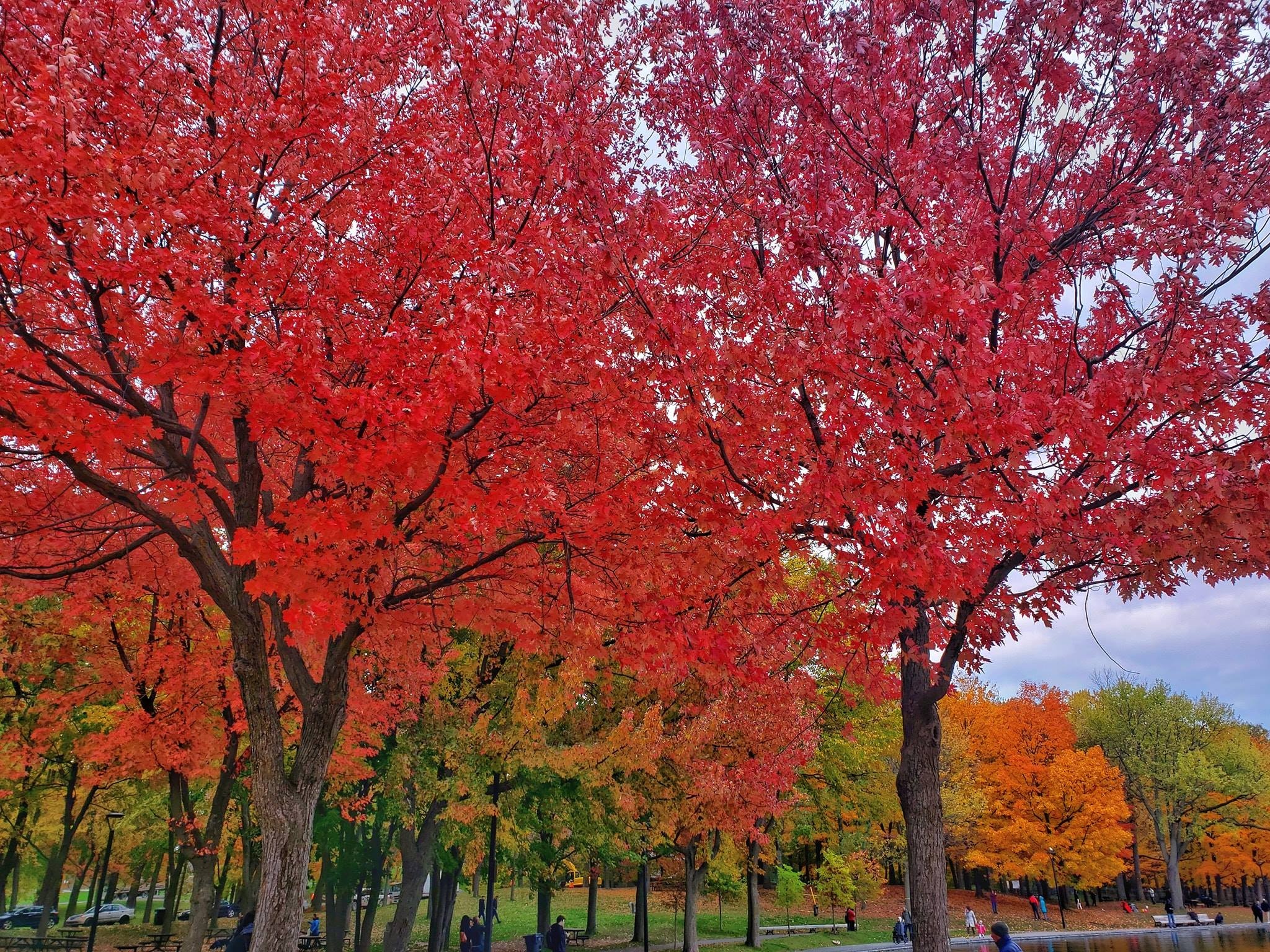 mùa thu Canada ảnh 9 mua thu Canada anh 9
