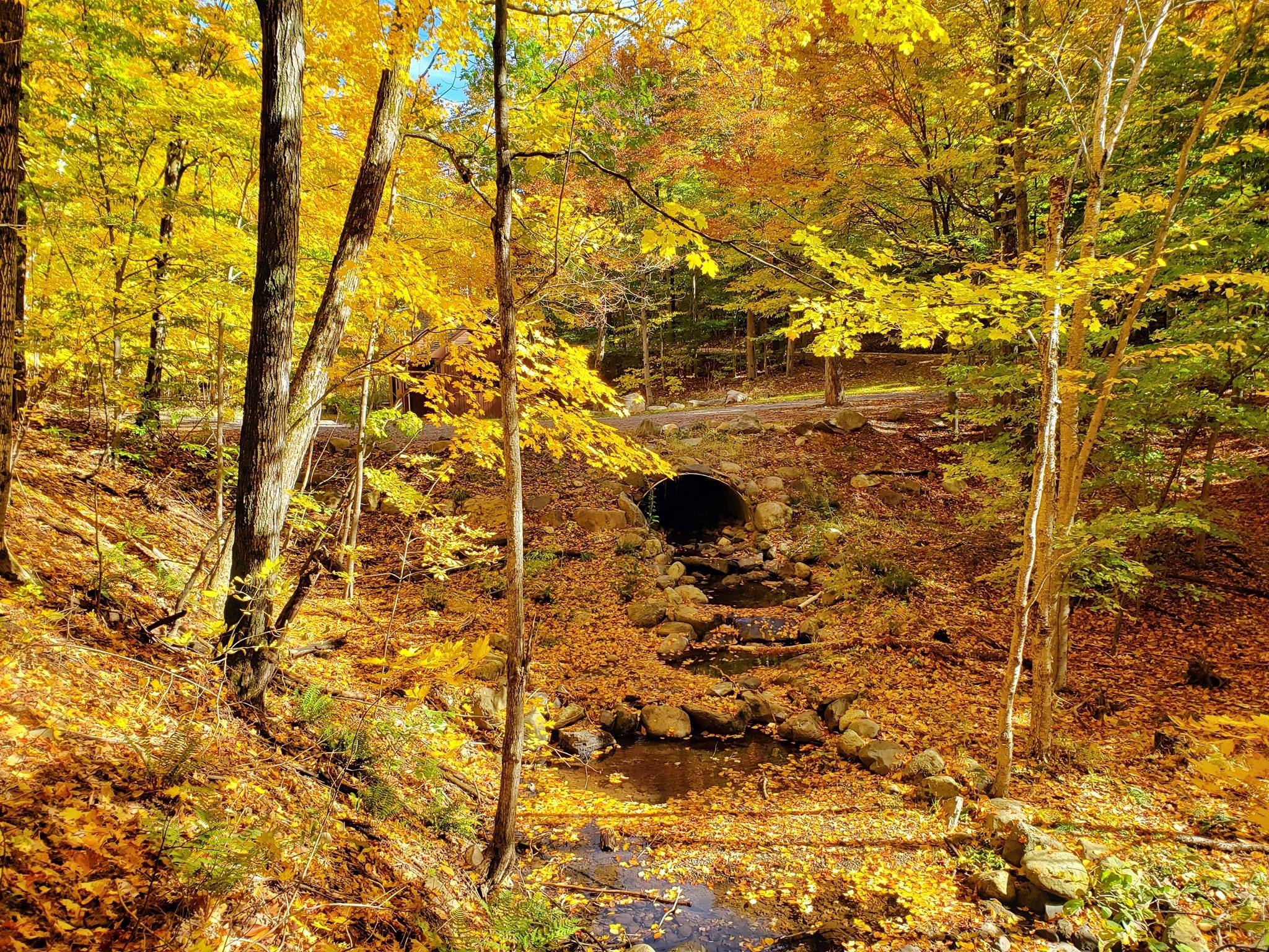 mùa thu Canada ảnh 11 mua thu Canada anh 11