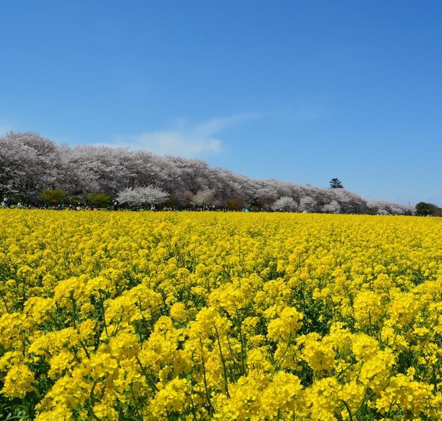 du lich Fukuoka anh 15