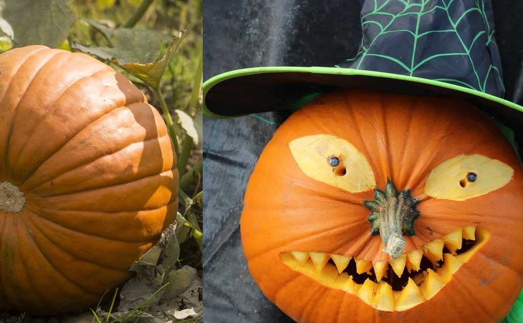 8 trang trai bi ngo doc dao, dac trung cua mua hoi Halloween hinh anh