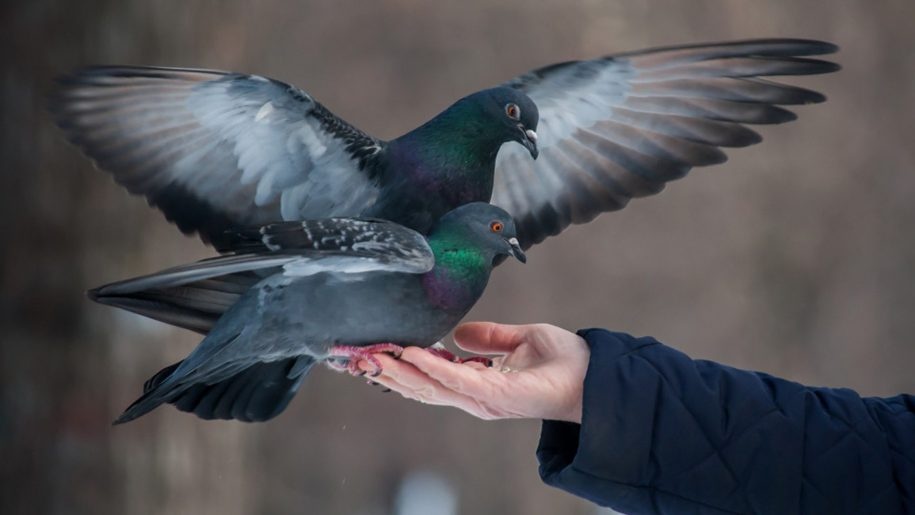 lenh cam ky quac anh 9