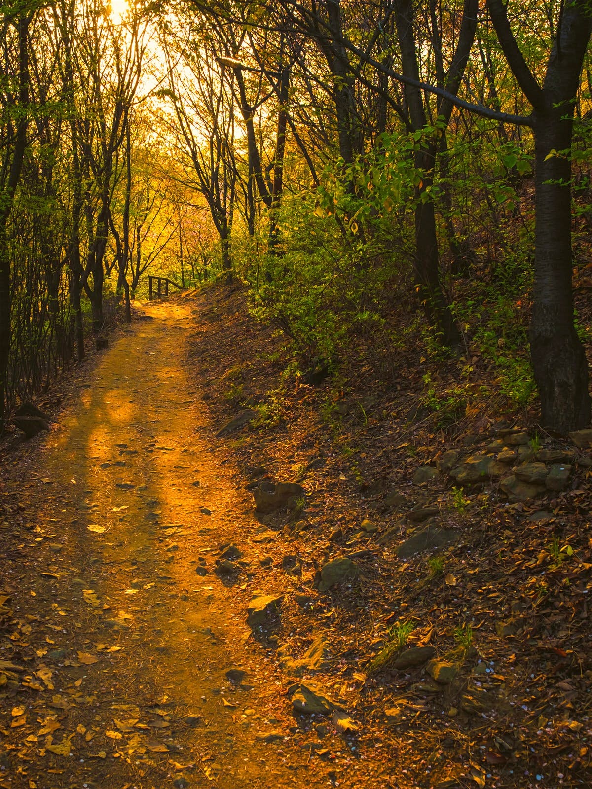 mua thu Seoul anh 11