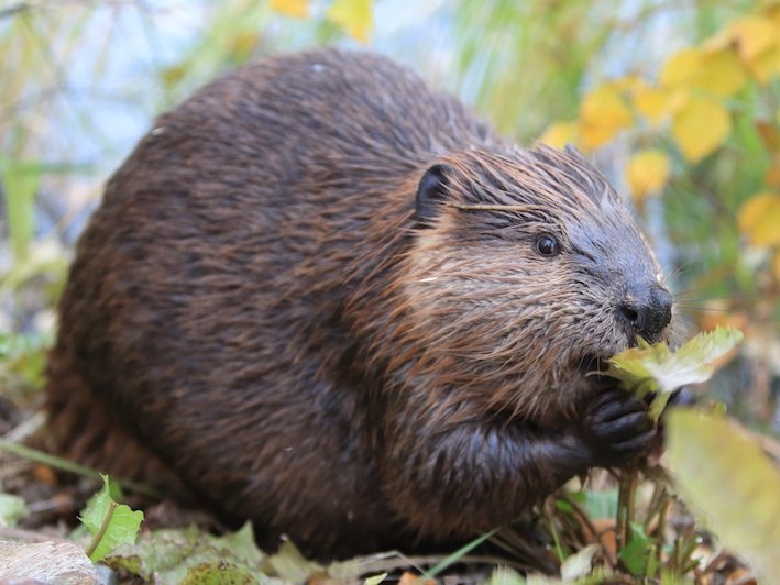 thuc pham kinh di anh 3