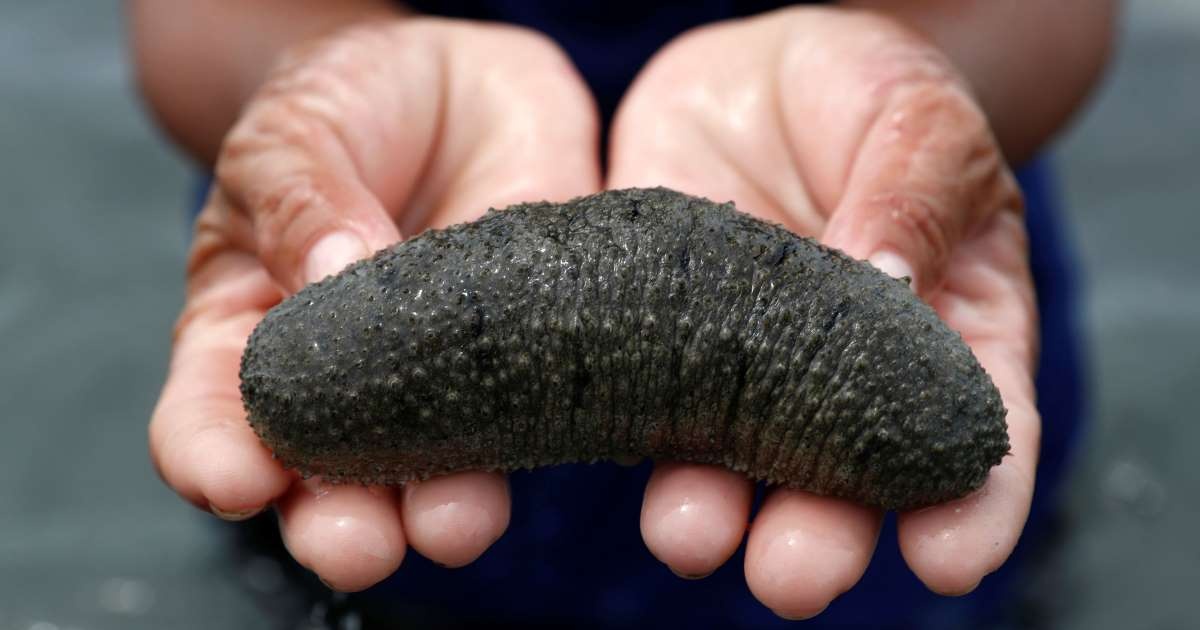 Hai sam dat do khien nhieu nguoi lieu mang tim bat hinh anh