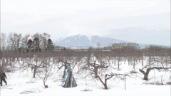 Tao mat ‘sieu dat’ cua Nhat Ban va 4 mua ky cong vun trong hinh anh