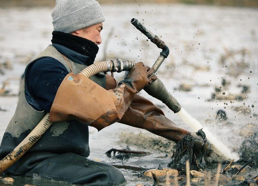 Quy trinh trong, thu hoach va dong goi cu sen tai cho o Nhat Ban hinh anh