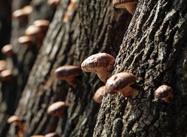 Nam huong Nhat 'dat xat ra mieng' duoc trong nhu the nao? hinh anh