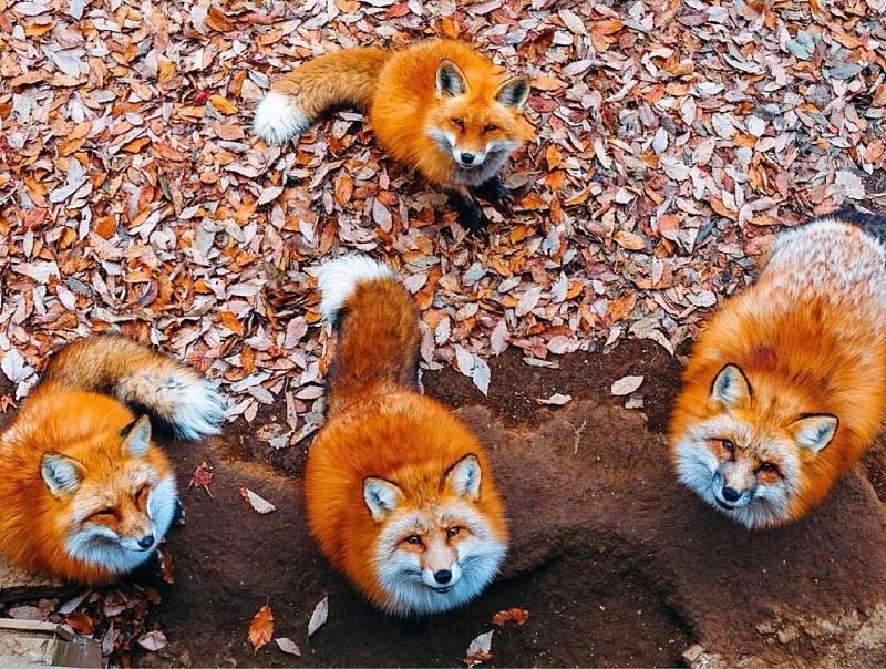 Lang cao dang yeu nhat the gioi o Nhat Ban co gi doc dao? hinh anh