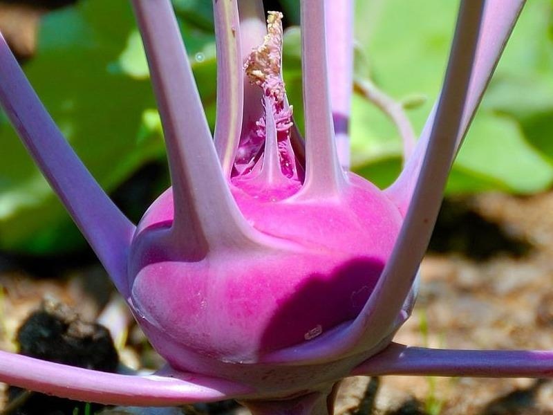 Trang trai Han Quoc trong su hao tim nhu the nao? hinh anh