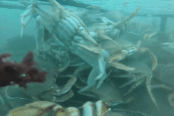 Treo moi thit ga de bay cua bien hinh anh