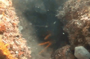 Lan bien san bach tuoc khong lo, bat tom hum bang tay khong hinh anh