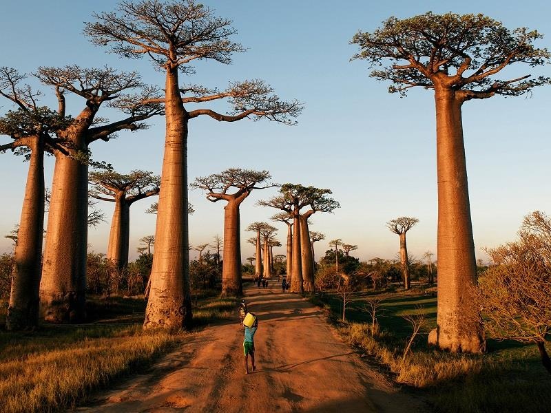Ve dep sieu thuc cua dai lo cay baobab o Madagascar hinh anh