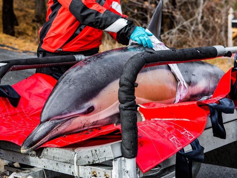 Giai cuu ca heo mac can o bai bien My hinh anh