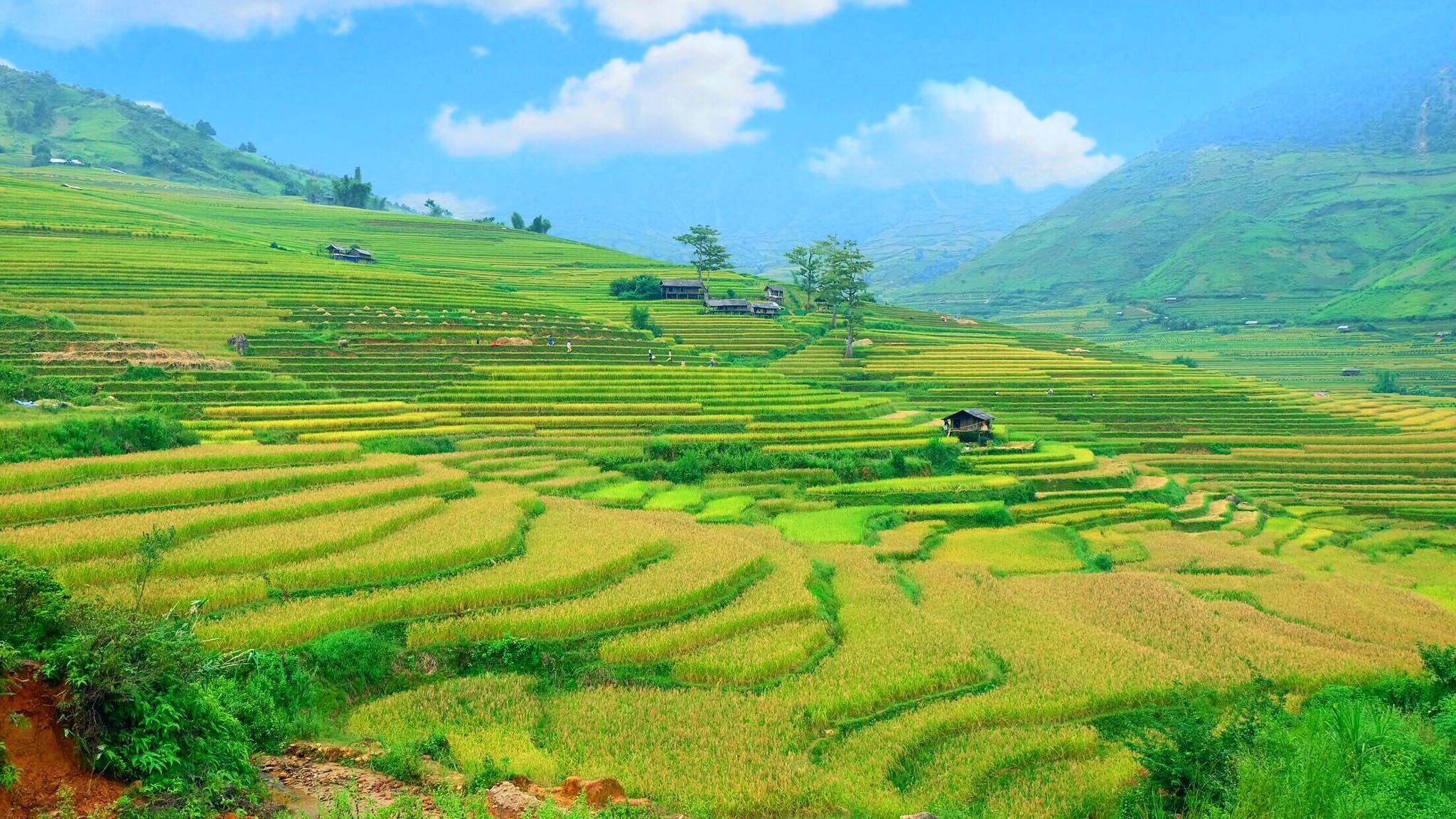 mua lua chin Mu Cang Chai anh 7