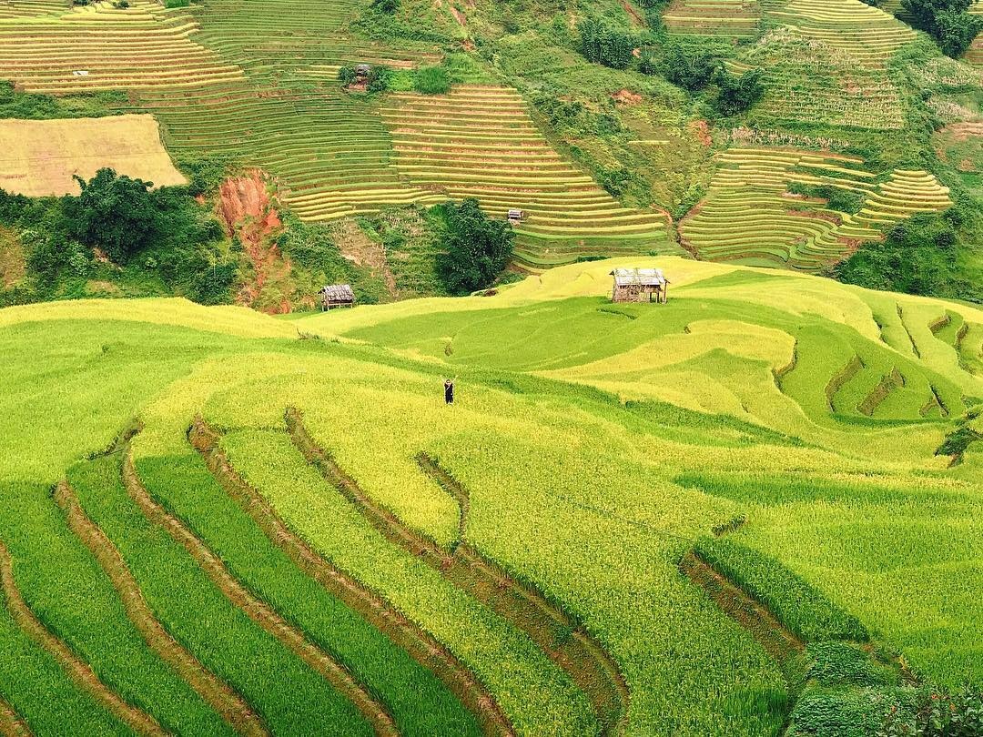 mua lua chin Mu Cang Chai anh 3