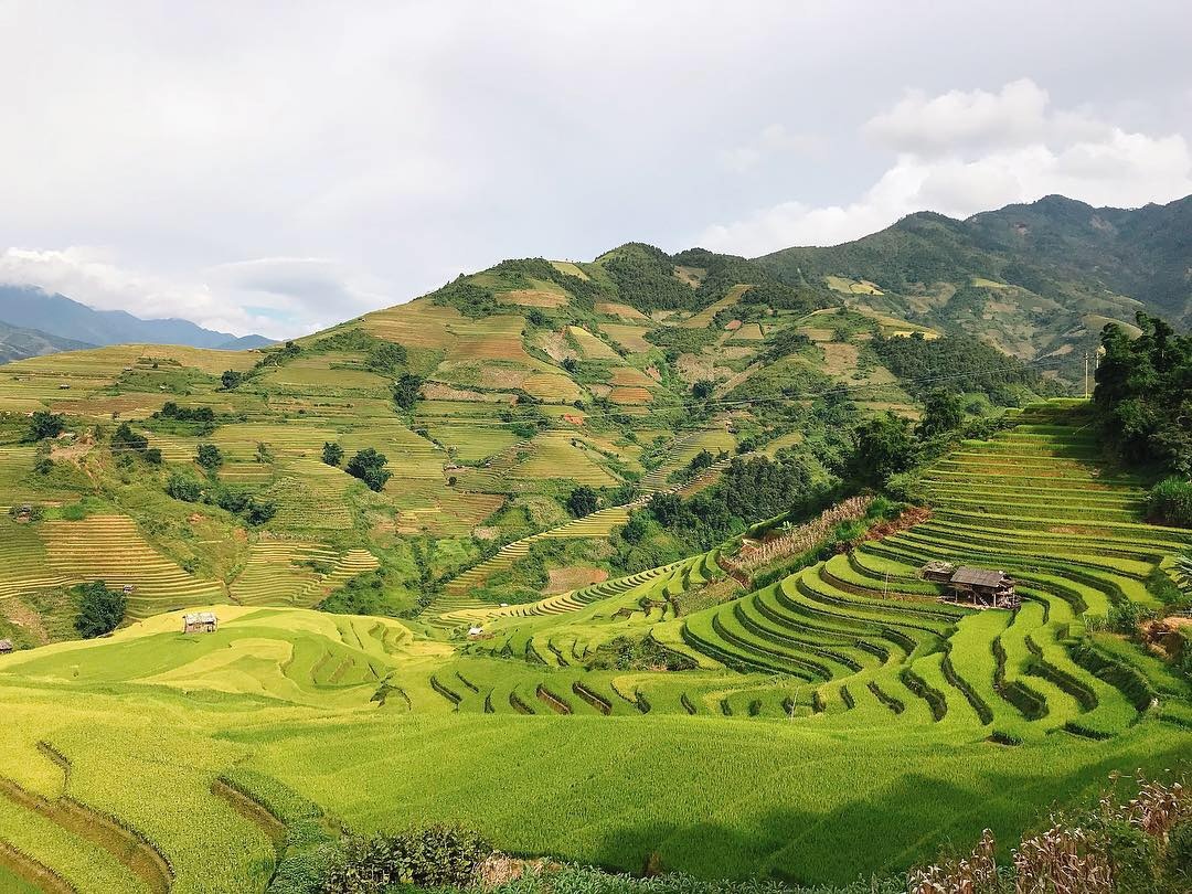 mua lua chin Mu Cang Chai anh 4