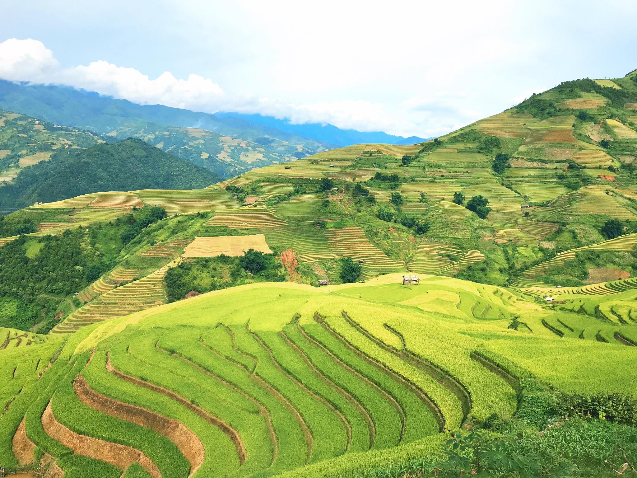 mua lua chin Mu Cang Chai anh 5