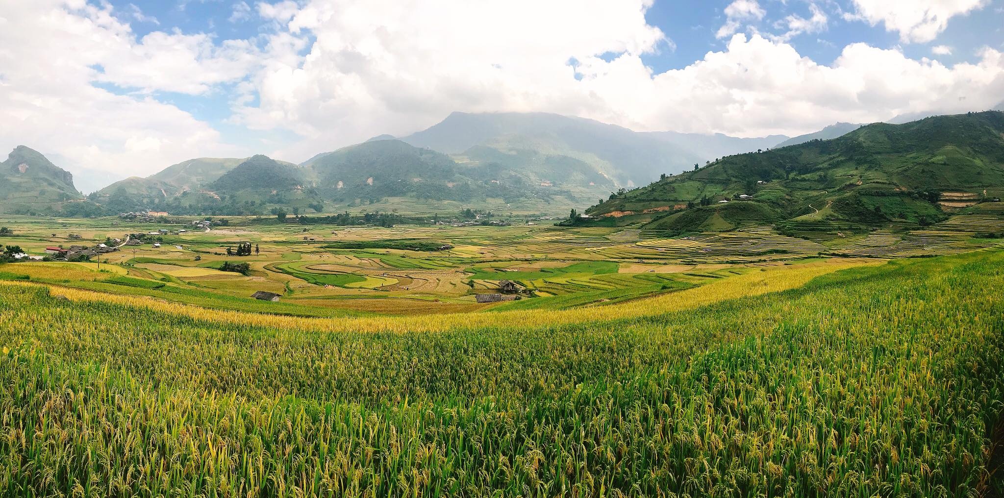 mua lua chin Mu Cang Chai anh 8