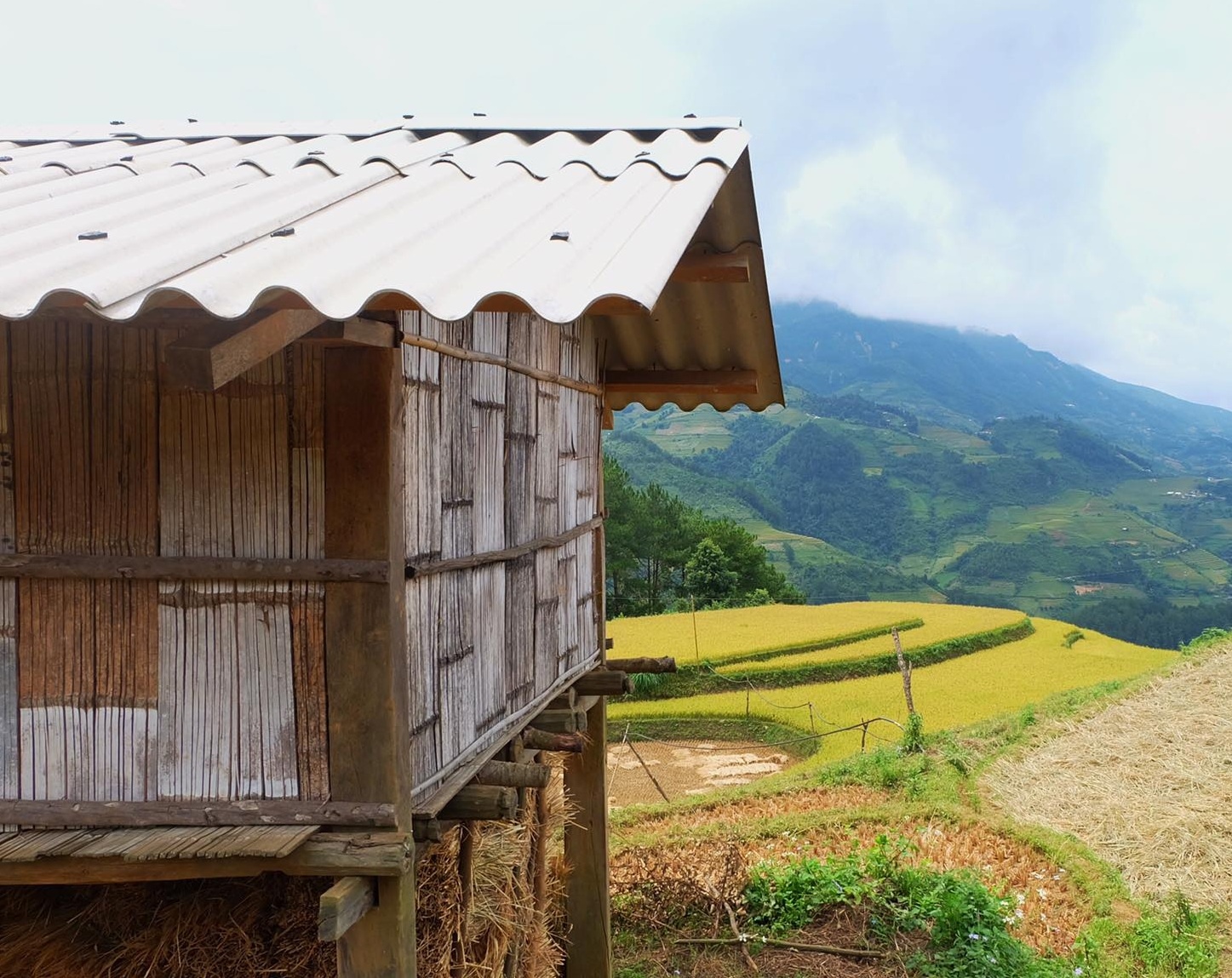 mua lua chin Mu Cang Chai anh 25